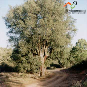 arbol-sofreral-del-cerezal sofreral