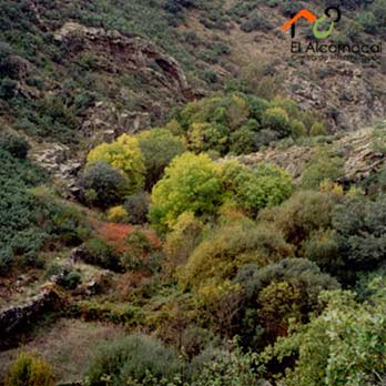 ruta-los-molinos-del-arroyo molinos-